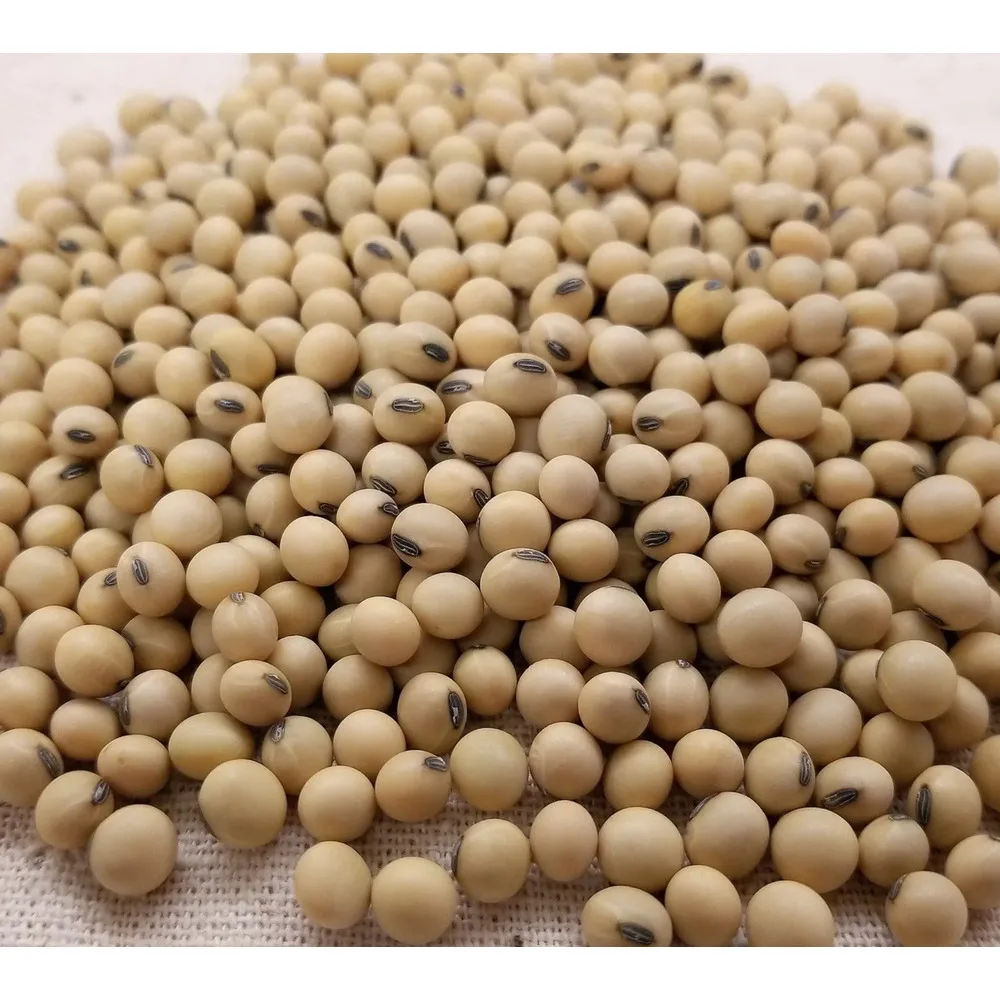Wholesale Non Gmo Yellow Soybean Soy Bean From Canada/premium Quality