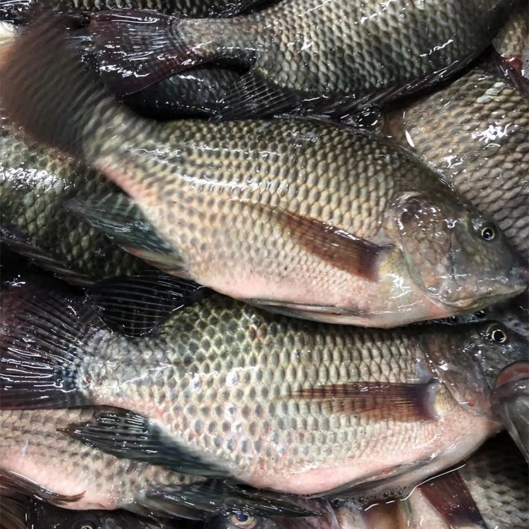 Frozen Tilapia Gutted Scaled Iqf Ivp Iwp High Quality Tilapia Fillet
