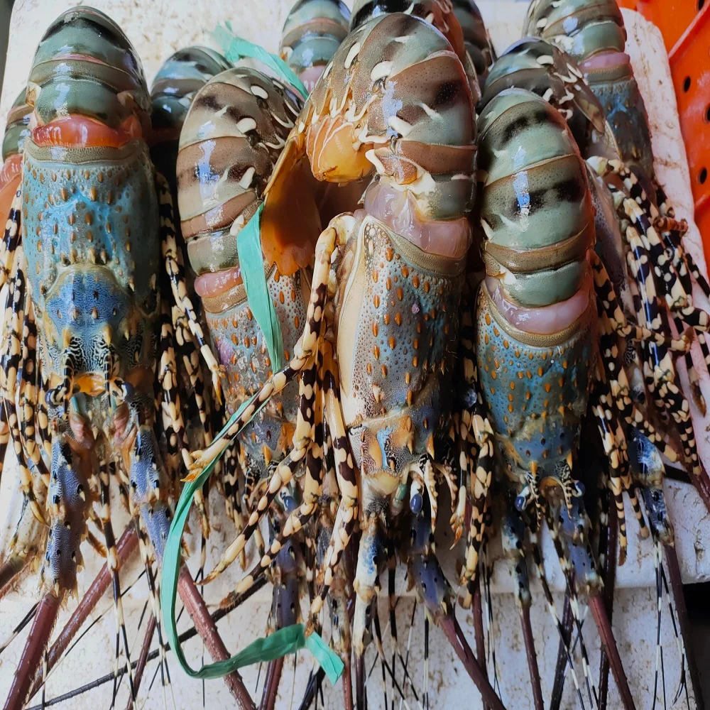 Premium Seafood Fresh and Frozen Lobster, Lobster Tails For Sale/Live