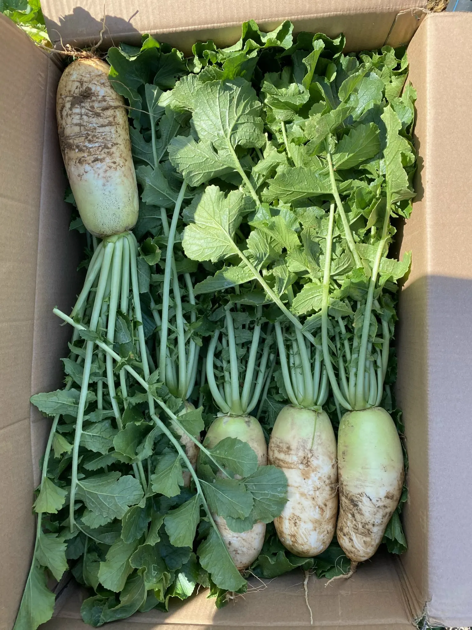 Frozen IQF Daikon Radish Leaf - Best Price & Quality