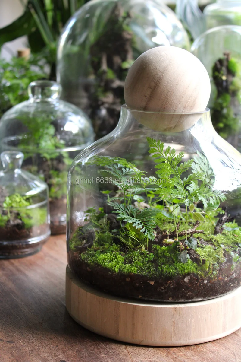 Glass And Wood Terrarium Wood Base Glass Terrarium With Wooden Stopper Clear Glass Dome