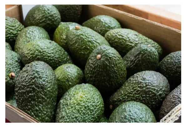 Premium Frozen Organic Hass Avocado Pelta Variety Best Grade Spain Origin 15cm Size for Sale