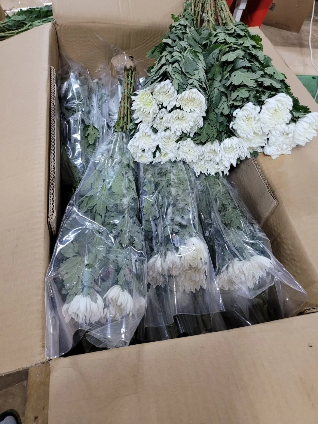 White Color 5cm Agriculture 100 Wholesaler Fresh Vietnam Chrysanthemum