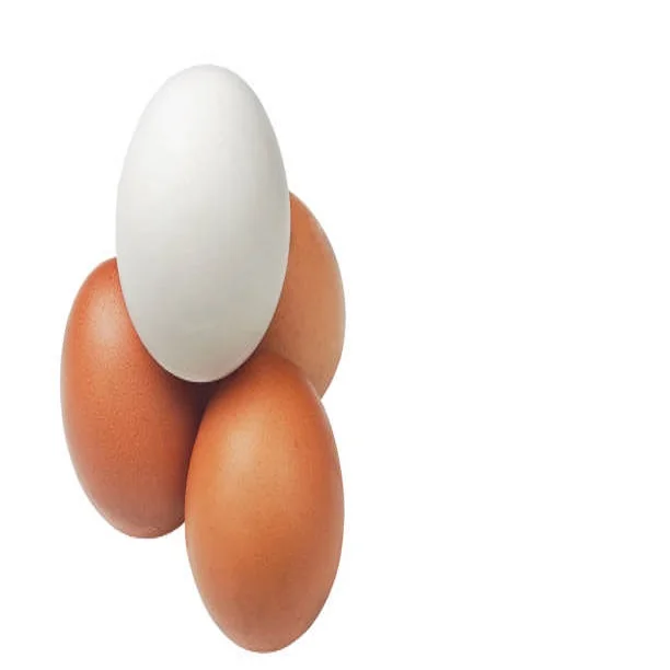 High Quality Fertile Hatching Chicken Egg/fresh Chicken Table Eggs