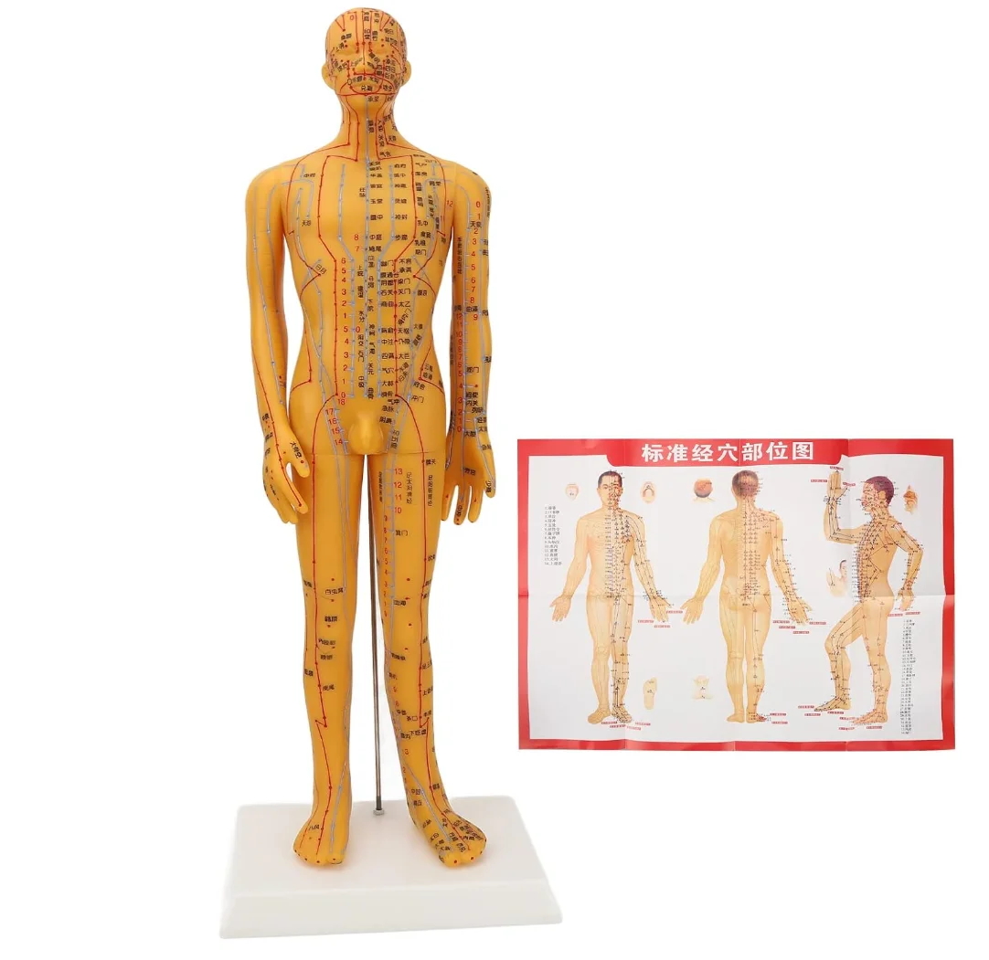 Male Female Human Body Acupuncture Model With Large Base Fixed Point ...