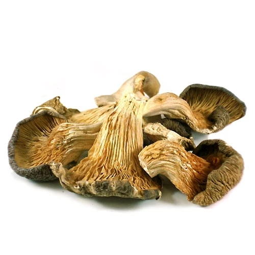 Wholesale Dried Oyster Mushroom With Competitive Price From Vietnam