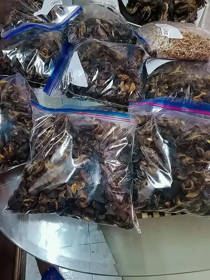Fresh African Giant Snails/processed Alive,Frozen,Dried,Fresh Snails