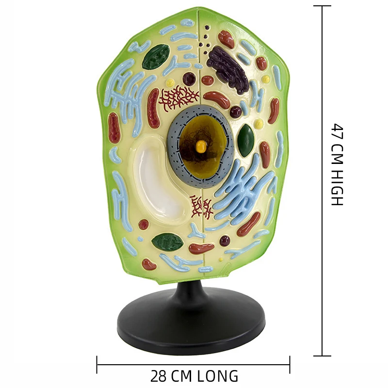 product teaching resources medical science plant cell model-4