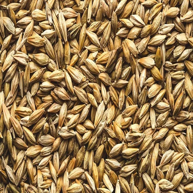 barley 6.jpg