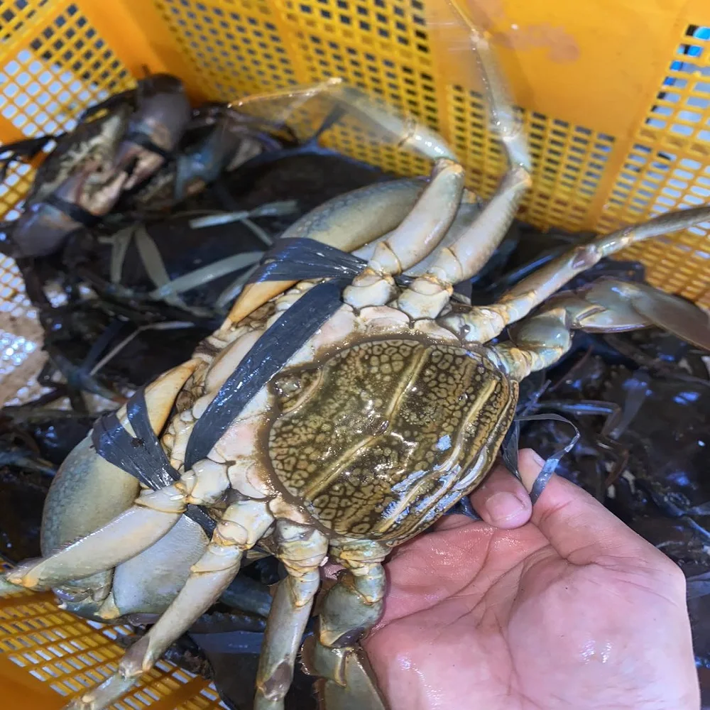 Fresh Live Crab/live Mud Crab/fresh Seafood - Buy Crab King Crab