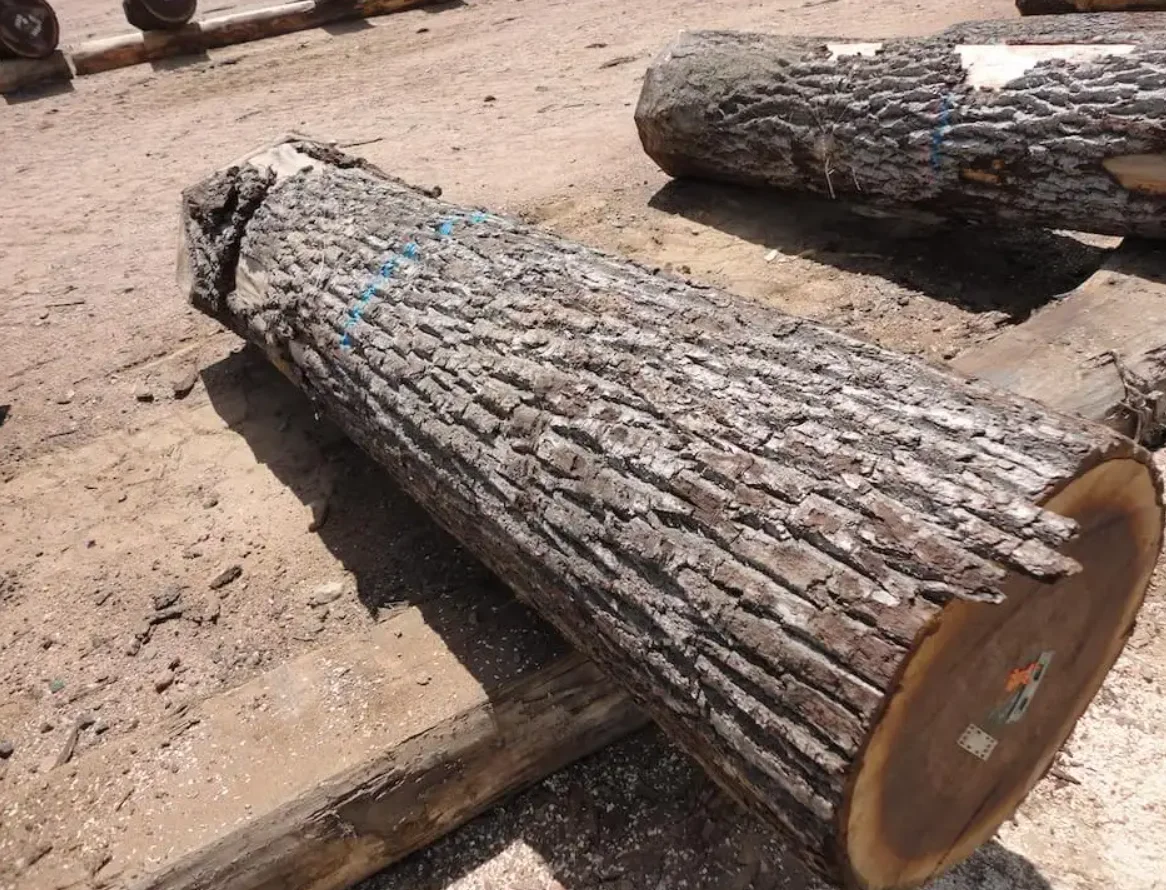 Wholesale Solid Wood Logs Black Walnut Slab Timber Grade ABUBINGA BUBINGA