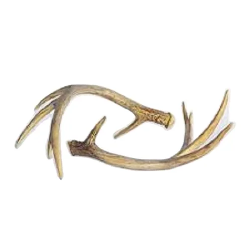 Whole Red Deer Antlers For Sale Buy Red Deer Antlers,Whitetail Deer