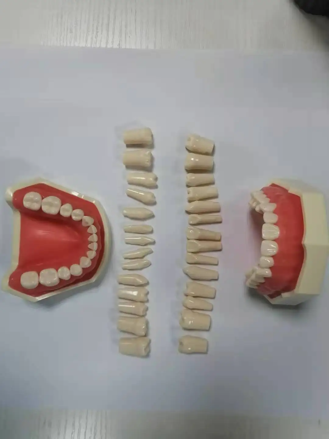 Standard Nissin Dental Model with 32pcs Typodont Teeth for Dental
