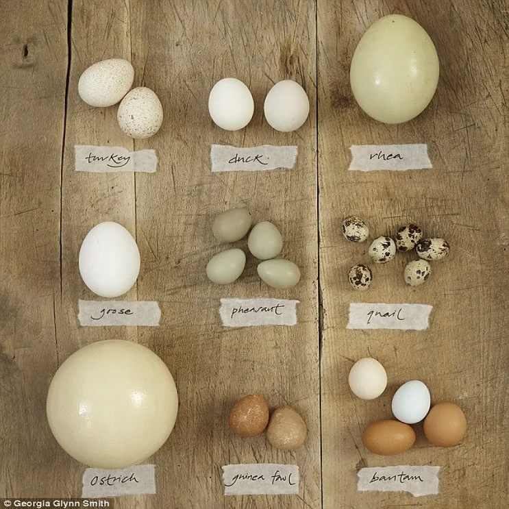 Fresh Brown Table Chicken Eggs / Wholesale Fresh Brown Table Eggs