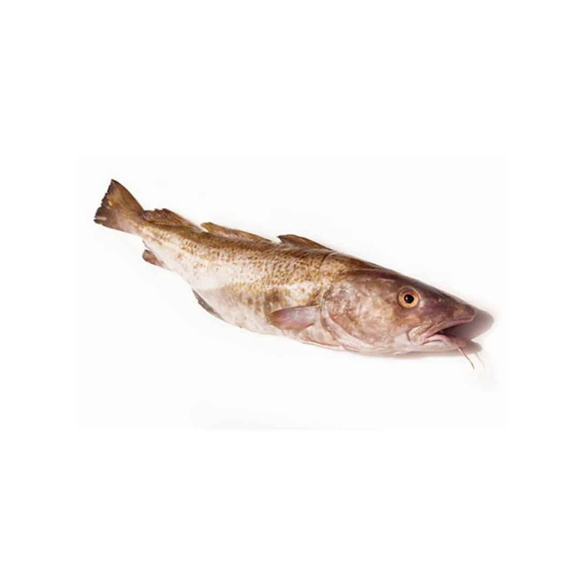 Fresh Atlantic Cod Fish / Fillets Buy Online Wholesale Deal