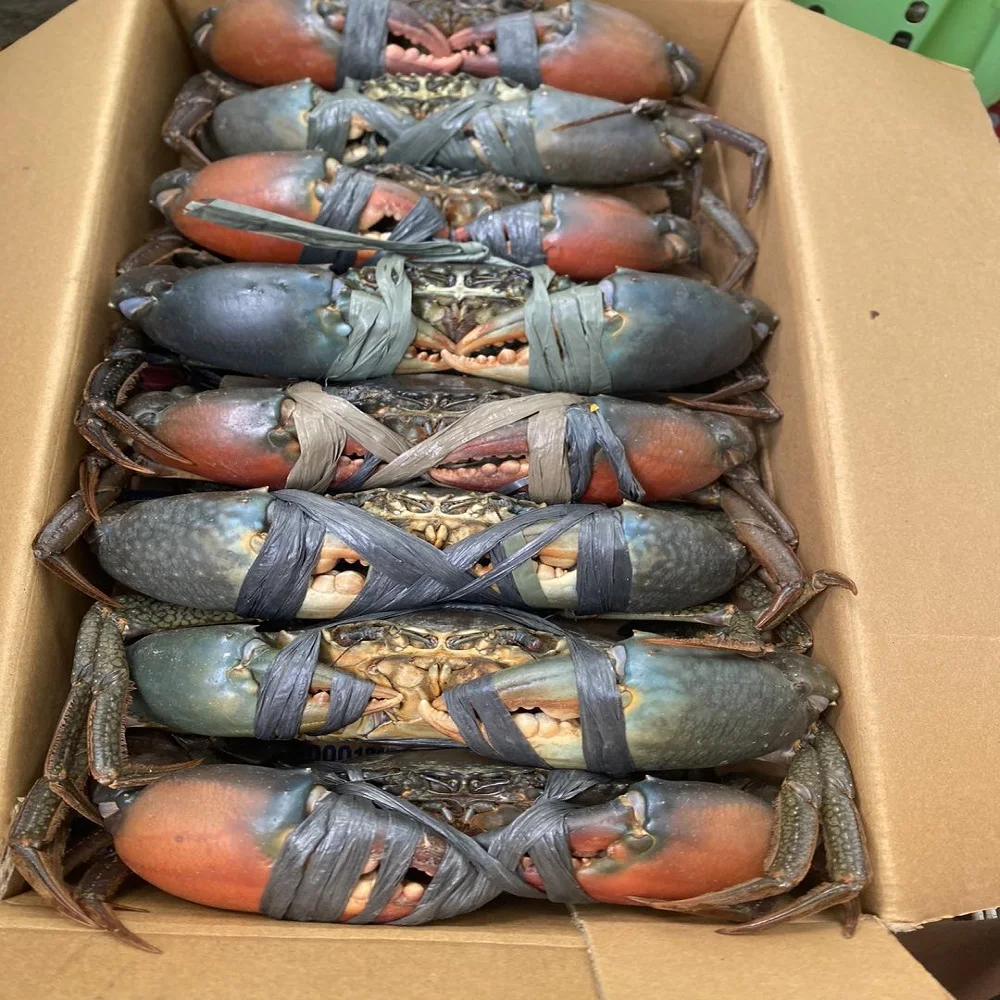 Fresh Red King Crab Fresh/frozen/live Red King Crabs - Buy Crab King