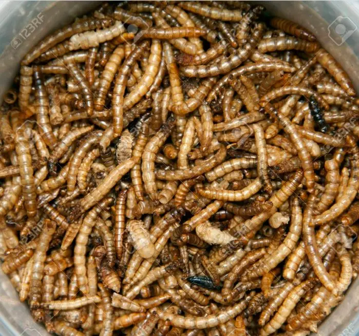 Premium Dried Mealworms Mealworms Powder Dried For Chickens Buy Food