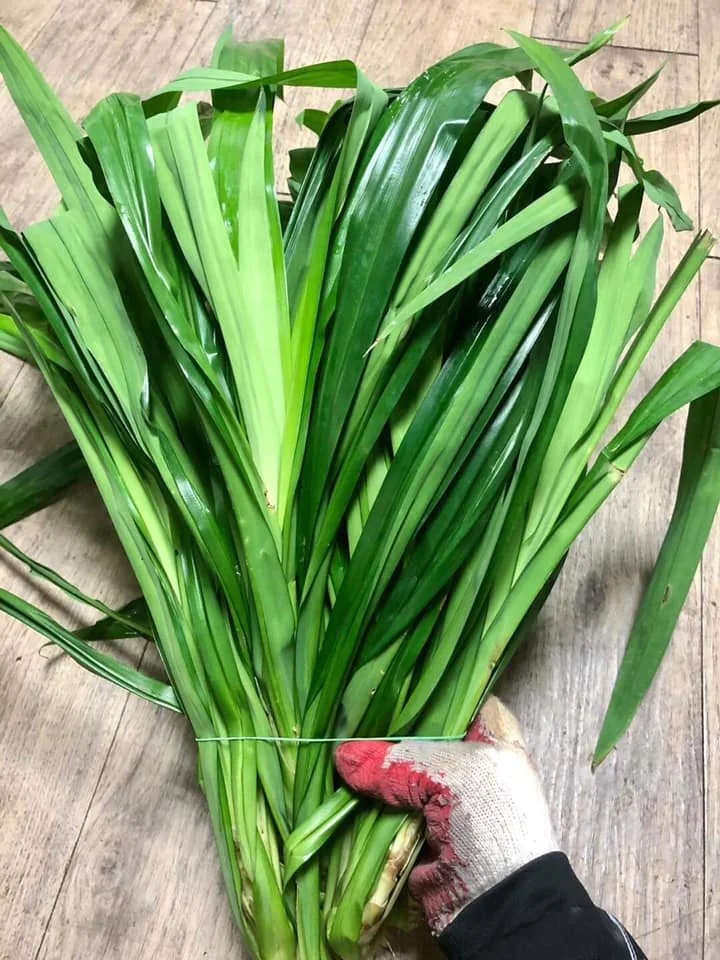 Tw6 Fresh Pandanus Leaves Frozen Pandanus Leaves 0084971886886 Buy Fresh Pandanus Leaves