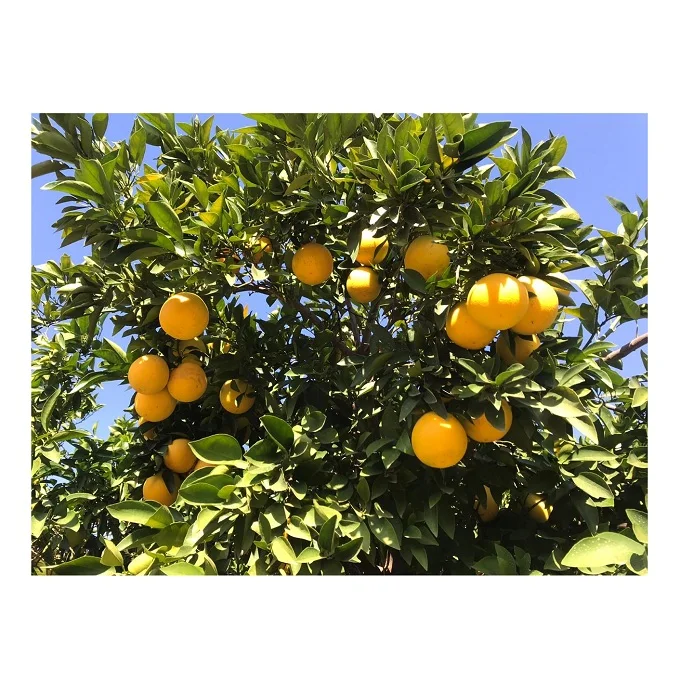Valencia Oranges Fresh Produce Citrus From Egypt Fresh Fruits Bulk Orange Fresh Citrus Fruit