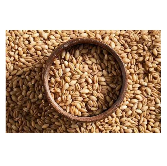 Barley Grains Premium Barley Seeds/animal Feed Barley/bulk Barley ...