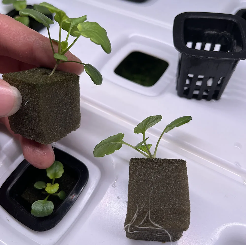 Soilless Culture Substrates For Lettuces Growing Seeding Planting Sponge Hydroponic Growing