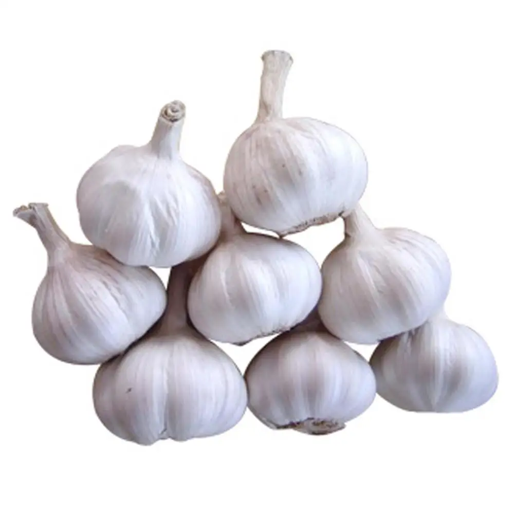 High Quality Market peeled garlic price/fresh snow white garlic/fresh garlic normal white pure white