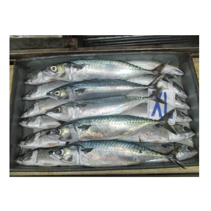 Spanish Horse Mackerel Price Fresh Catch Frozen Pacific Mackerel Fish