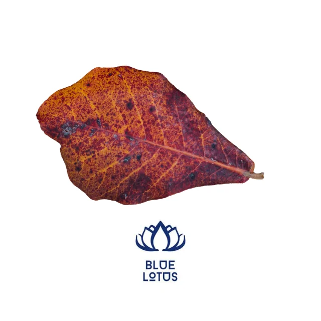 Terminalia Catappa: Unlock the Potential of Your Aquarium Water - Premium Products for Lively Aquarium Fish