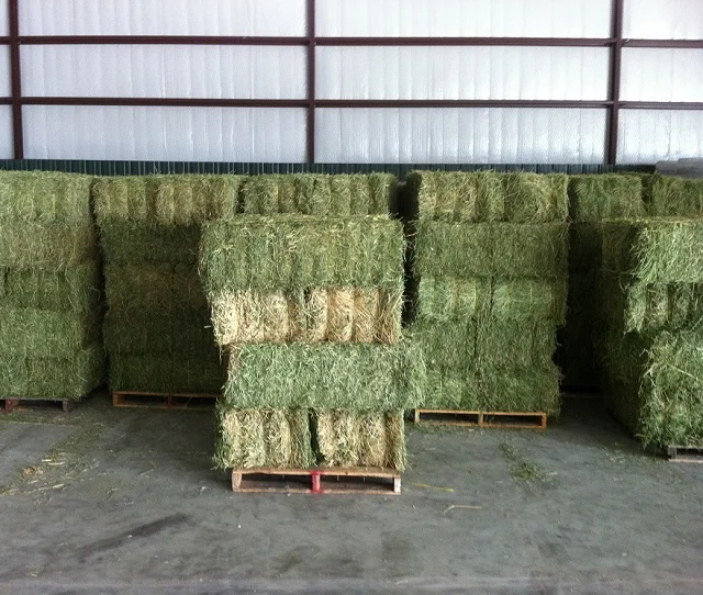 Alfalfa Hay For Animal Feed At Wholesale Price Alfalfa Hay Buy Hay