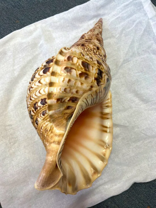 Decorating Seashell/ Trumpet Triton Shell/ Triton Conch Shell for Exporting