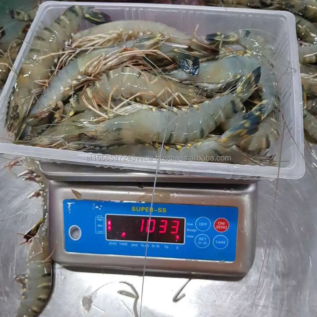 black tiger shrimpsss.jpeg