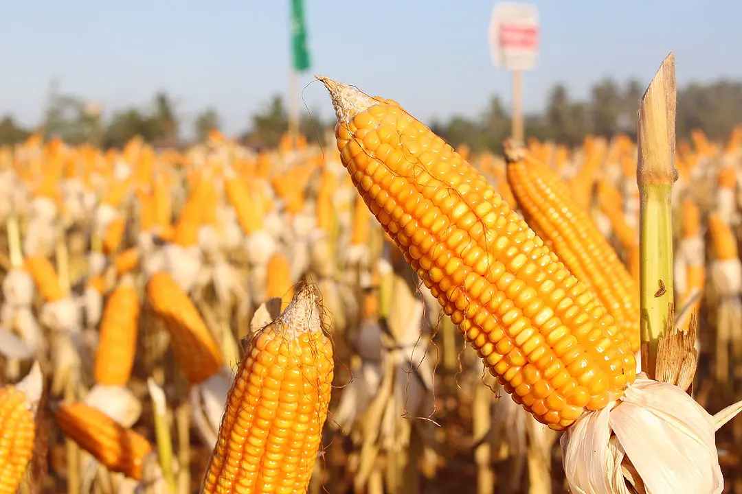 Fresh Organic Dried Glutinous Yellow Corn Maize High Quality Sweet Corn Seed Bulk in 50kg Packaging Bags
