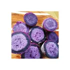 High Quality Best Seller Sweet Purple Potatoes Delicious Fresh Vegetable Imported From Thailand