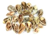 Multi, Vendu au poids (grammes), PAS à la pièce. 15 à 16 pièces pour 100g