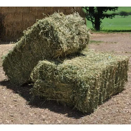 Great Quality Alfalfa Hay/Timothy Hay Green Color High in Fiber