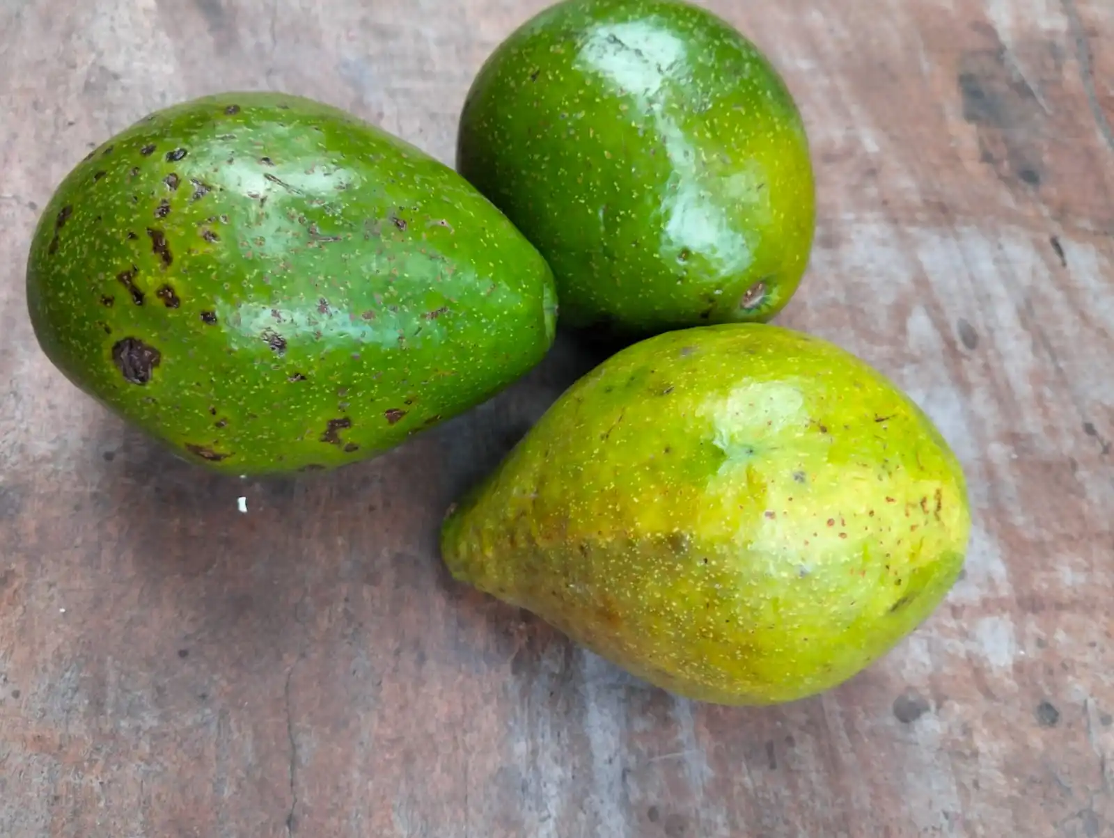 Wholesale Premium Quality Natural Avocado Fruit Best Selection Fresh Style From Indonesia