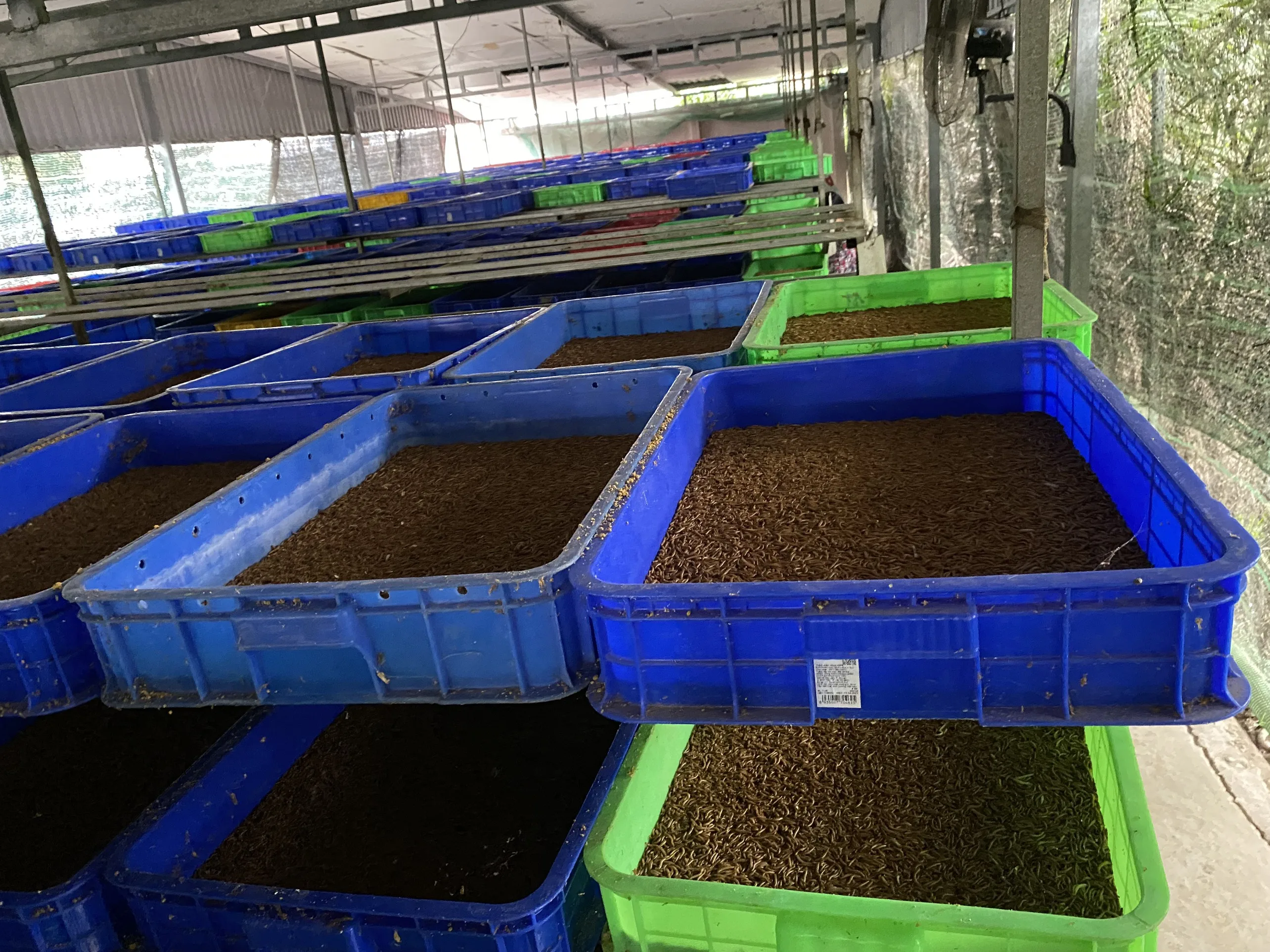 Dried Black Soldier Fly Larvae Competitive Price Export Animal Feed