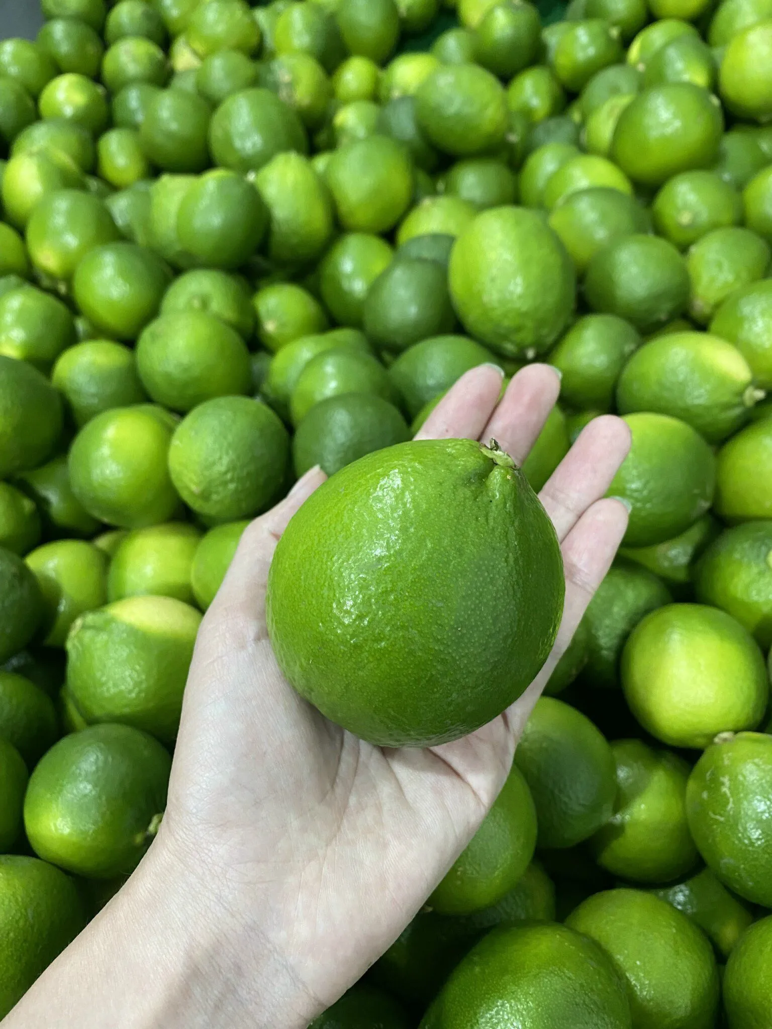 New Product Wholesales 2023 Viet Nam Lemon Seedless Lime Fresh Lemon