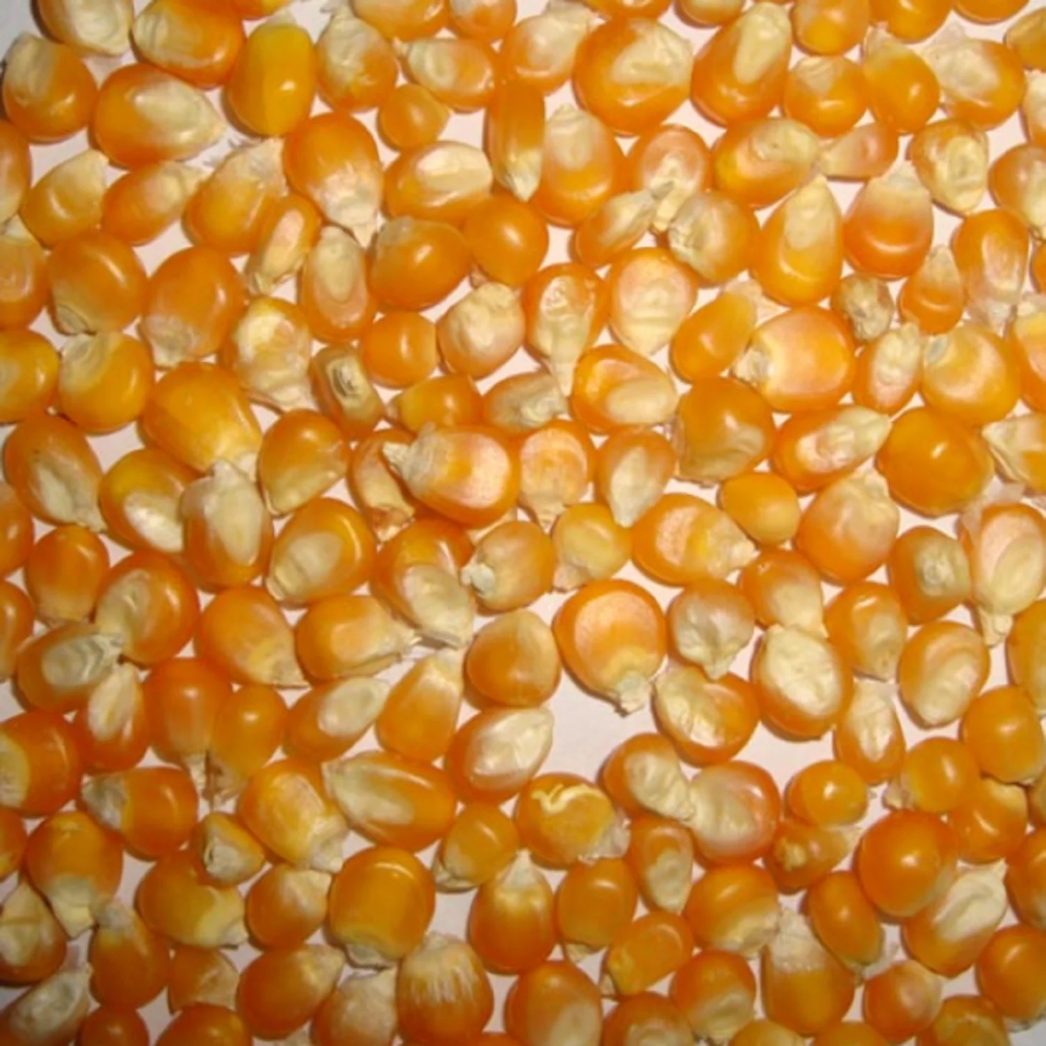Dry Yellow Corn for Animal Feed Wholesale Yellow Corn Animal Feed