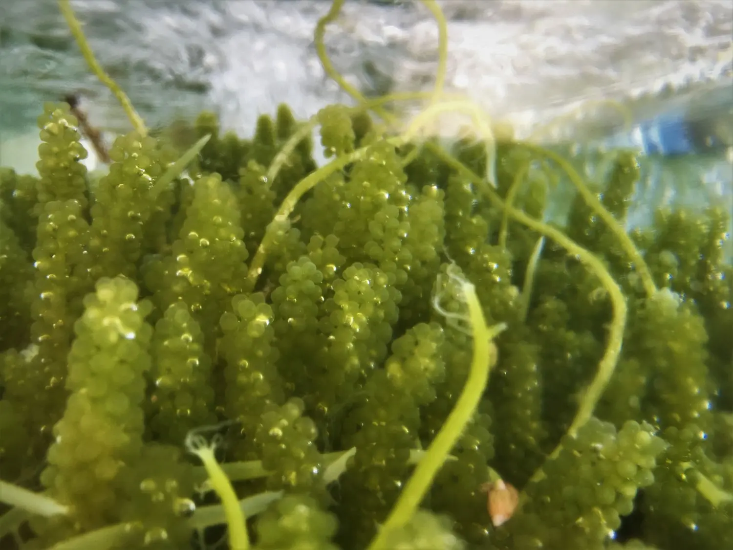 Sea Grape Extract Powder - Natural Source of Vitamins and Minerals