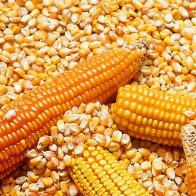 Dried Yellow Maize Corn GMO for Human Consumption