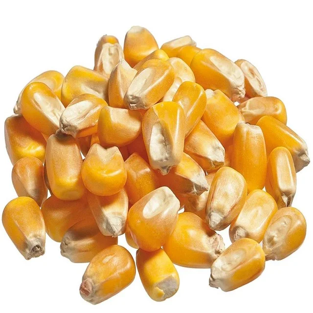 Non GMO White and Yellow Corn/Maize Low Price