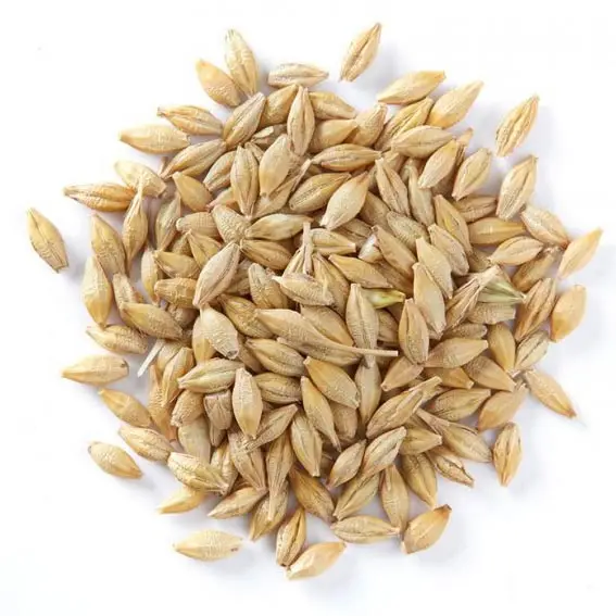barley1 - Copy.jpg