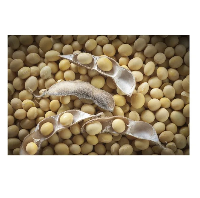High Protein Yellow Soybean Soya Beans / Soy Bean For Sale Buy