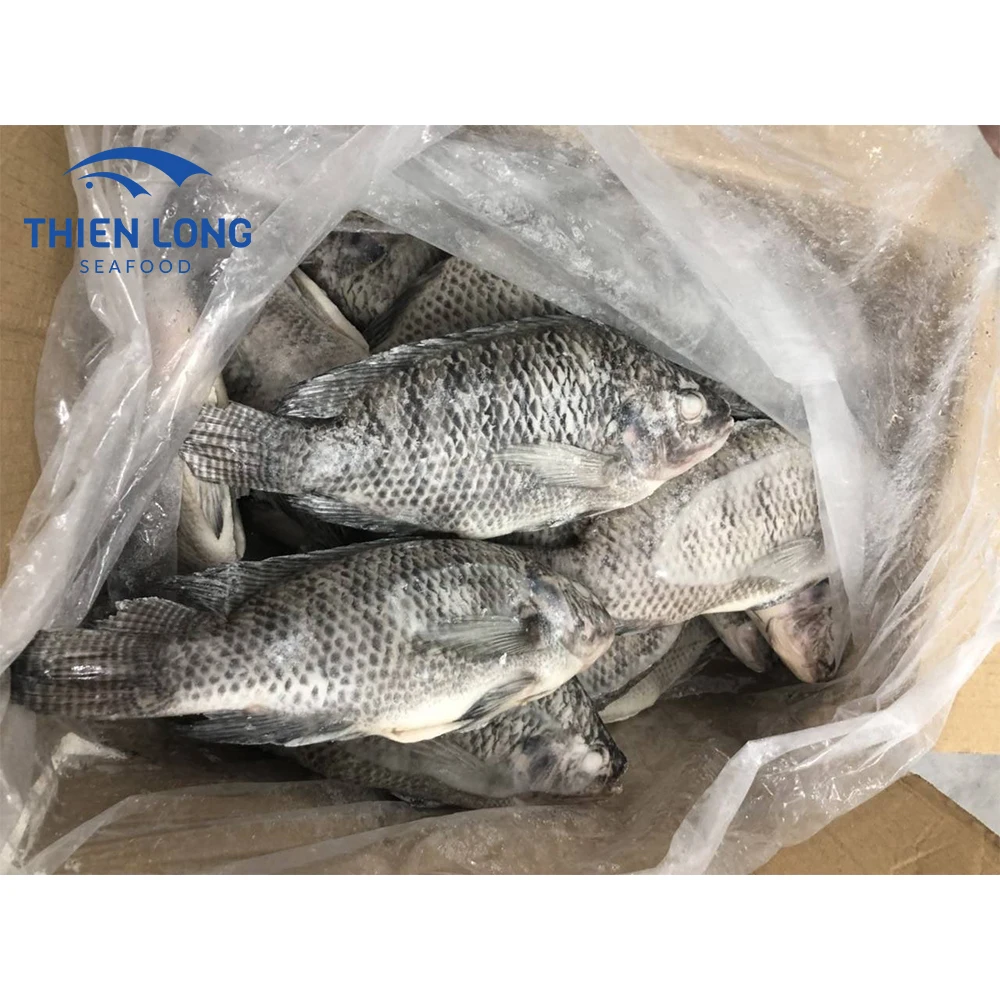 Frozen Black Tilapia Fish Best Quality To Asia,Eu Countries Wholesale