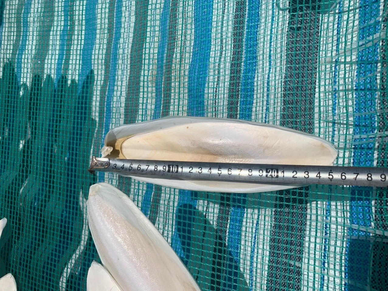 Wholesales Cuttlefish Bone for Pet with Cheap Price Top Grade Cuttlefish Bone for Sale