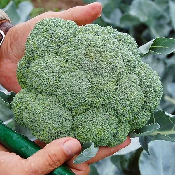 2302_broccolo.jpg