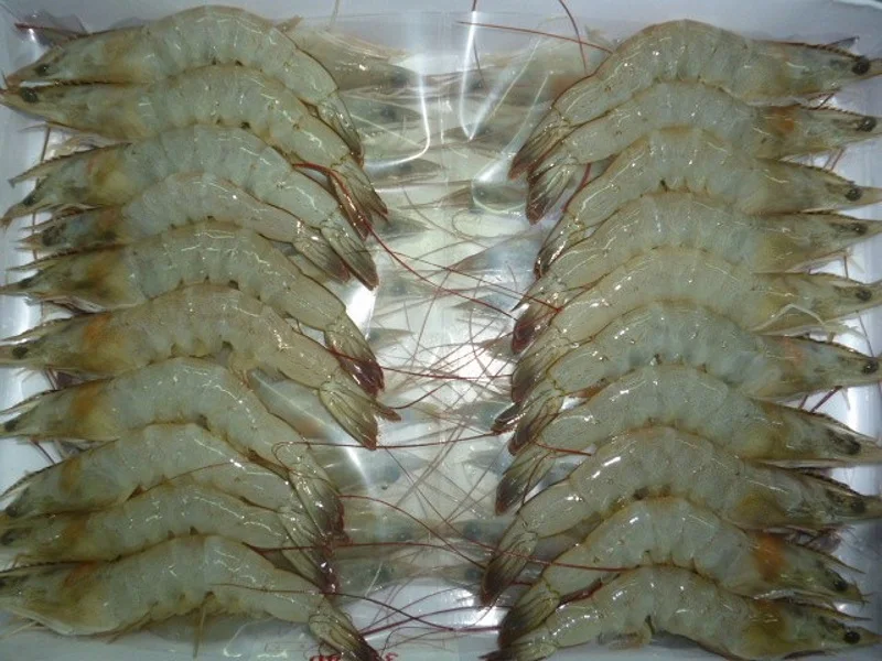 Fresh Frozen Prawn/natural White Shrimp For Sale At Best Price - Buy ...