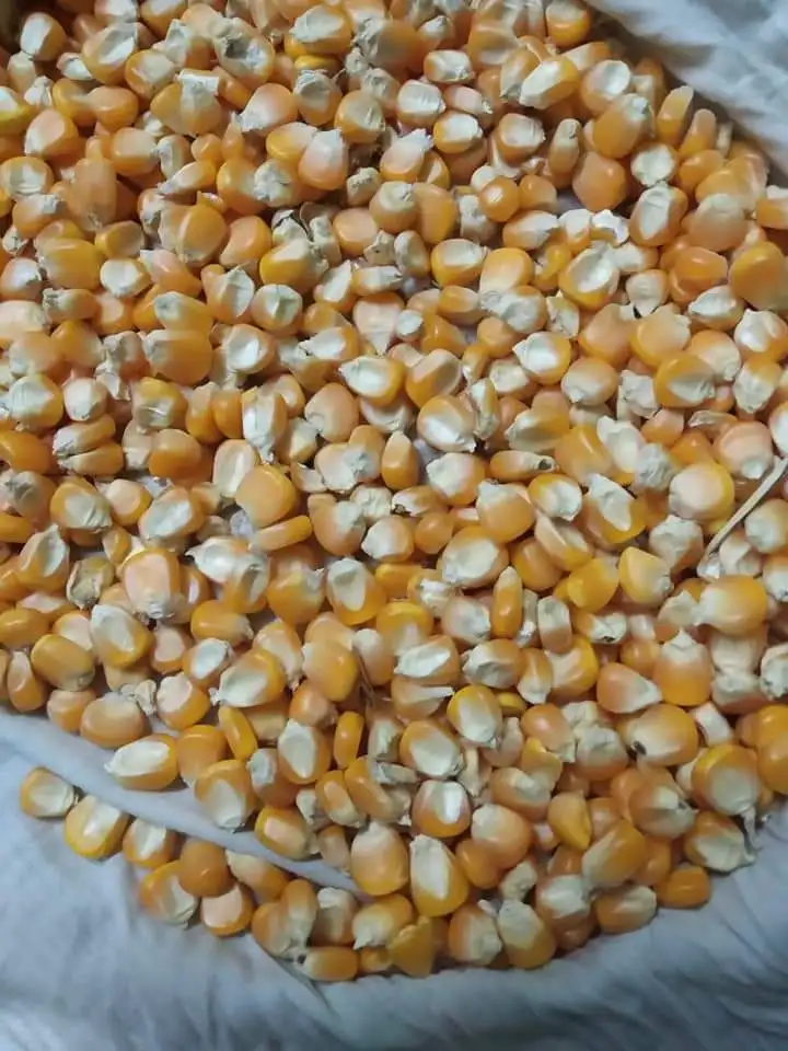 Brazil Corn For Chicken Feed Buy Corn Straw Feeding Yellow Corn Maize