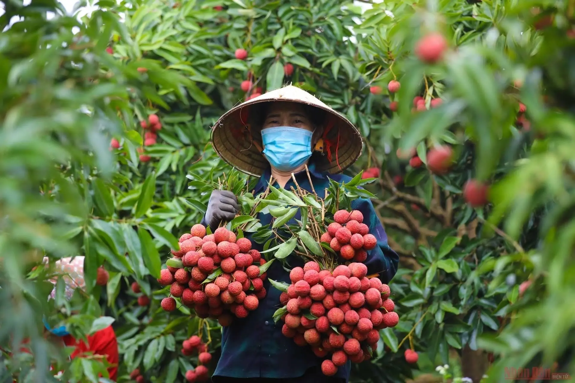 Dried soft lychee fruit snack cheap price from Vietnam manufacturer